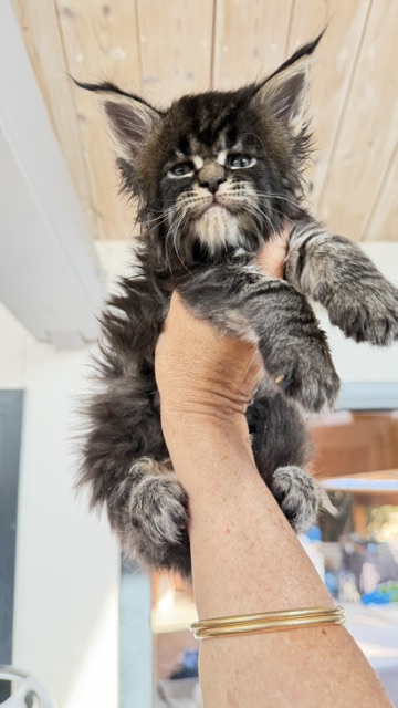 Buddy Bear  Chatterie MAKATEA Maine Coon
