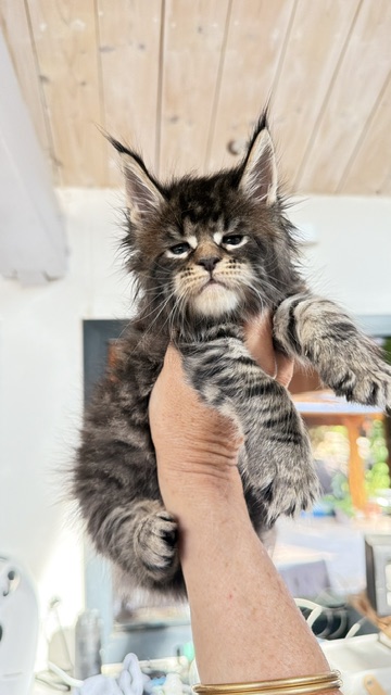 Buttercup Dream  Chatterie MAKATEA Maine Coon