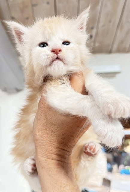 Butter Macaron Chatterie MAKATEA Maine Coon