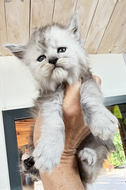 Banquise Chantilly Chatterie MAKATEA Maine Coon