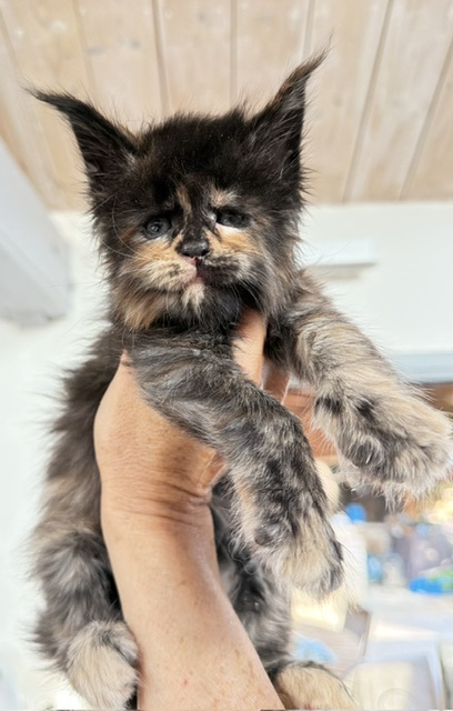 Berry Honeybee Chatterie MAKATEA Maine Coon