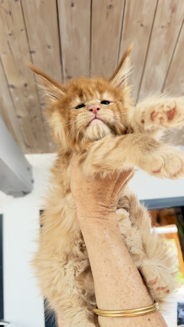 Big Red Chatterie MAKATEA Maine Coon