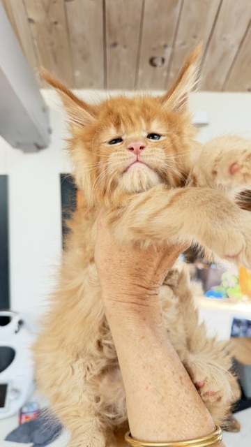 Big Red Chatterie MAKATEA Maine Coon