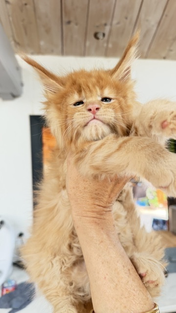 Big Red Chatterie MAKATEA Maine Coon