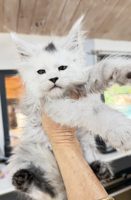 Billabong Chatterie MAKATEA Maine Coon