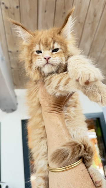 Big Biscuit Chatterie MAKATEA Maine Coon