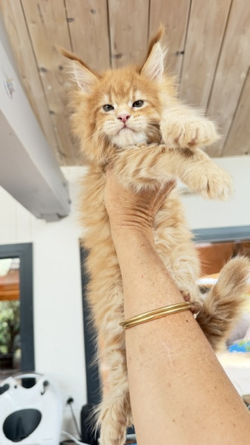 Big Biscuit Chatterie MAKATEA Maine Coon