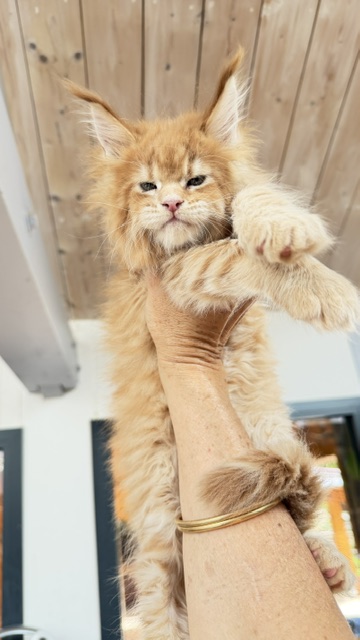 Big Biscuit Chatterie MAKATEA Maine Coon