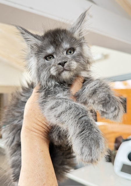 Blueberry Chatterie MAKATEA Maine Coon
