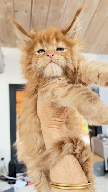 Bourbon Sunrise Chatterie MAKATEA Maine Coon