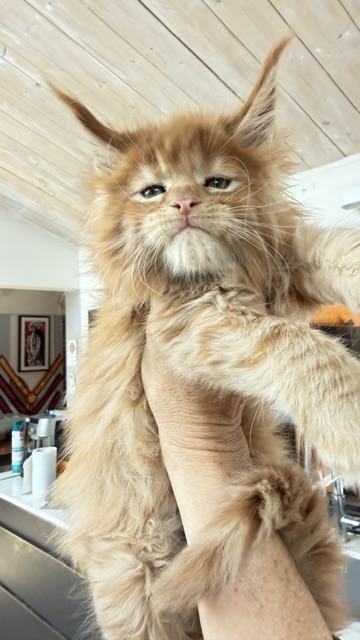 Bourbon Sunrise Chatterie MAKATEA Maine Coon
