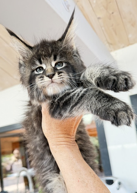 Boston Blaze Chatterie MAKATEA Maine Coon