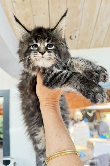 Boston Blaze Chatterie MAKATEA Maine Coon