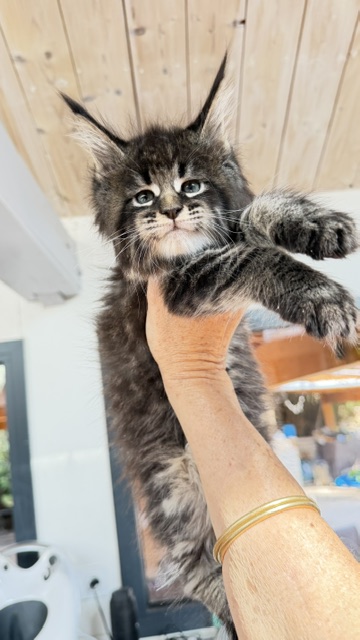 Boston Blaze Chatterie MAKATEA Maine Coon