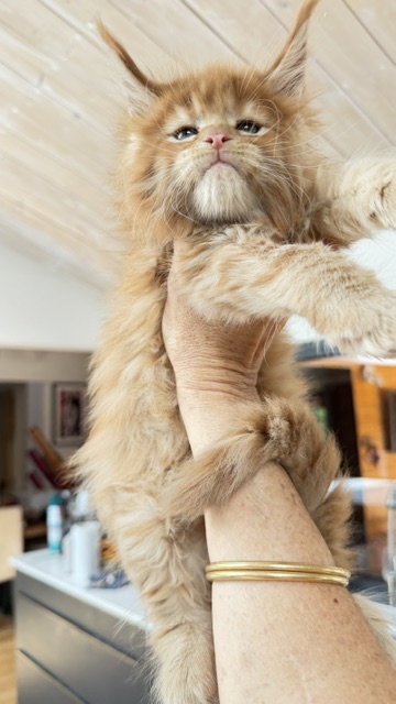 Bourbon Sunrise Chatterie MAKATEA Maine Coon