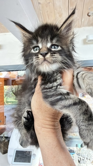 Buck Whiskey  Chatterie MAKATEA Maine Coon