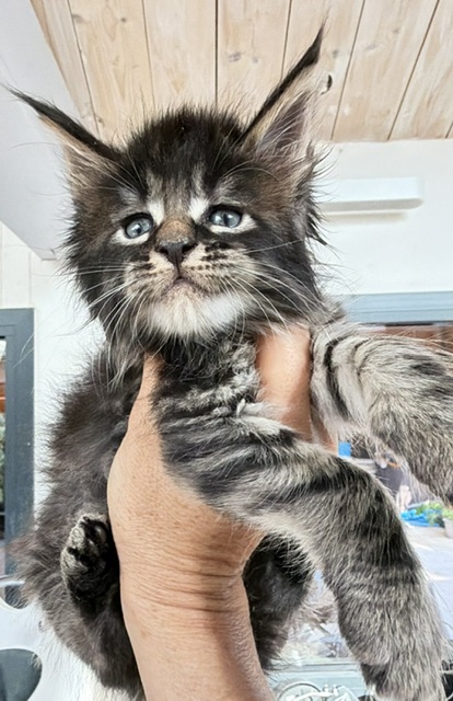 Buck Whiskey  Chatterie MAKATEA Maine Coon