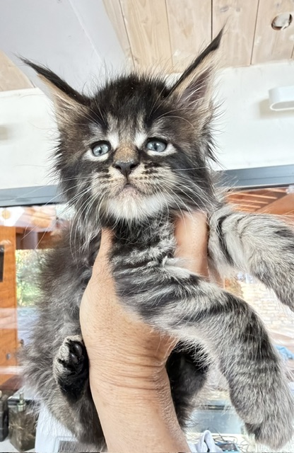 Buck Whiskey  Chatterie MAKATEA Maine Coon