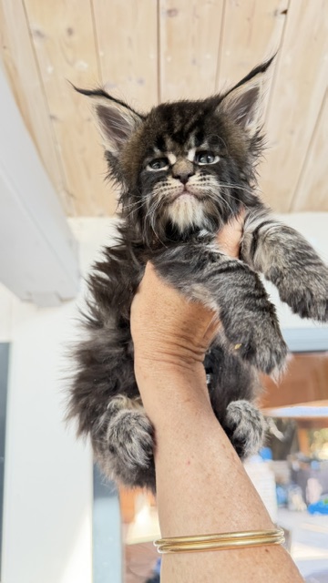 Buddy Bear  Chatterie MAKATEA Maine Coon