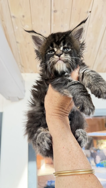 Buddy Bear  Chatterie MAKATEA Maine Coon