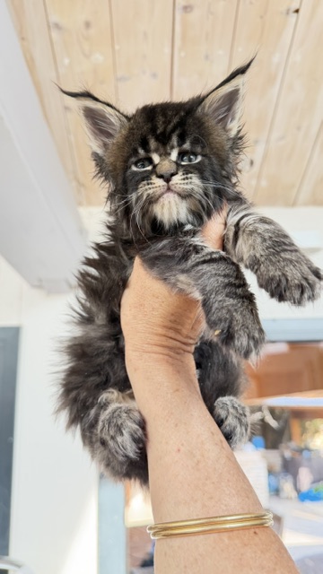 Buddy Bear  Chatterie MAKATEA Maine Coon