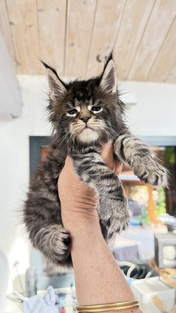 Buttercup Dream  Chatterie MAKATEA Maine Coon