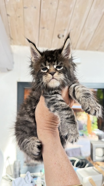 Buttercup Dream  Chatterie MAKATEA Maine Coon