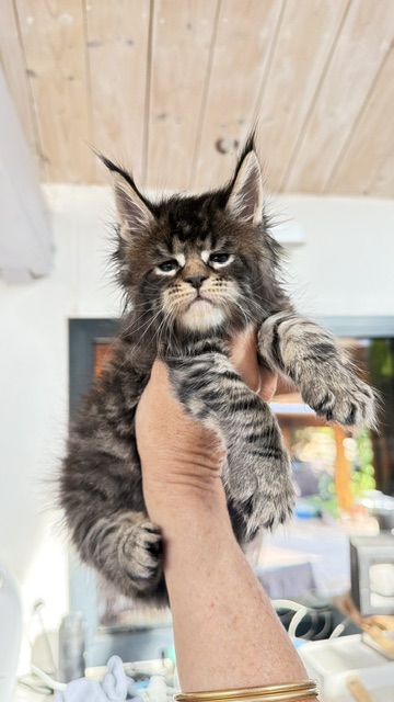 Buttercup Dream  Chatterie MAKATEA Maine Coon
