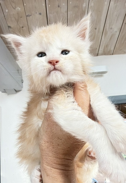 Butter Macaron Chatterie MAKATEA Maine Coon