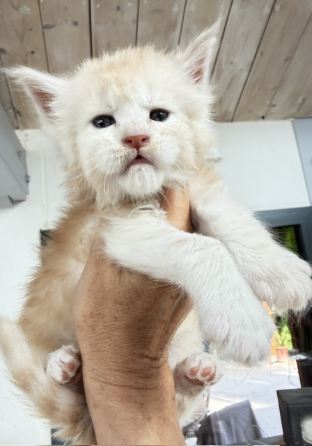 Butter Macaron Chatterie MAKATEA Maine Coon
