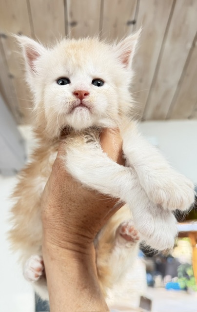 Butter Macaron Chatterie MAKATEA Maine Coon
