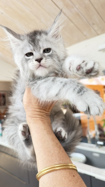 Blue Ocean Chatterie MAKATEA Maine Coon