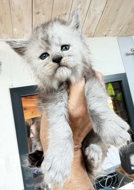Banquise Chantilly Chatterie MAKATEA Maine Coon