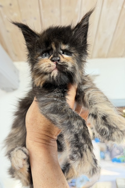 Berry Honeybee Chatterie MAKATEA Maine Coon