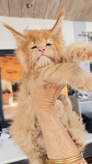 Big Red Chatterie MAKATEA Maine Coon
