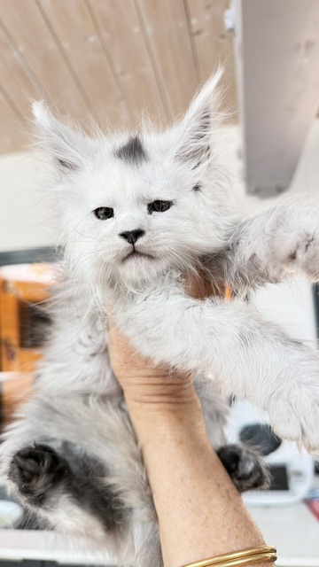 Billabong Chatterie MAKATEA Maine Coon