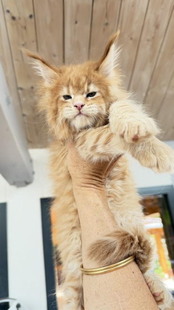 Big Biscuit Chatterie MAKATEA Maine Coon