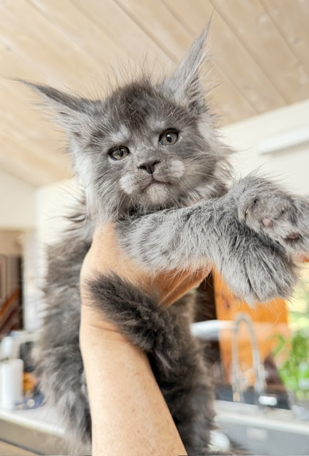 Blueberry Chatterie MAKATEA Maine Coon