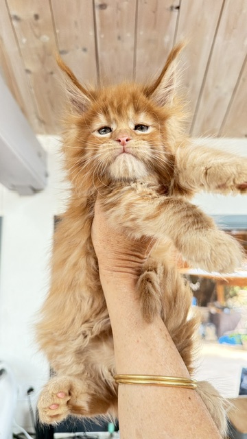 Bourbon Sunrise Chatterie MAKATEA Maine Coon