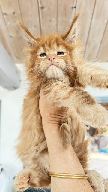Bourbon Sunrise Chatterie MAKATEA Maine Coon