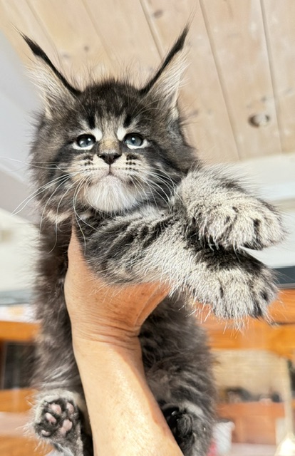 Boston Blaze Chatterie MAKATEA Maine Coon
