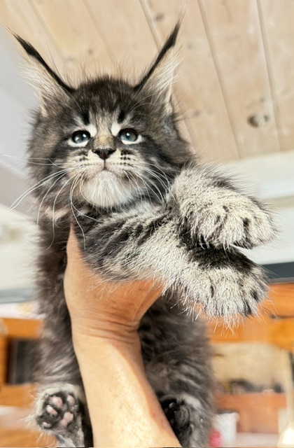 Boston Blaze Chatterie MAKATEA Maine Coon