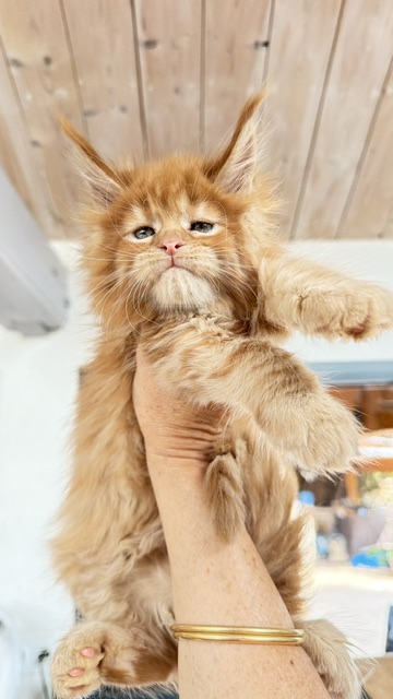 Bourbon Sunrise Chatterie MAKATEA Maine Coon