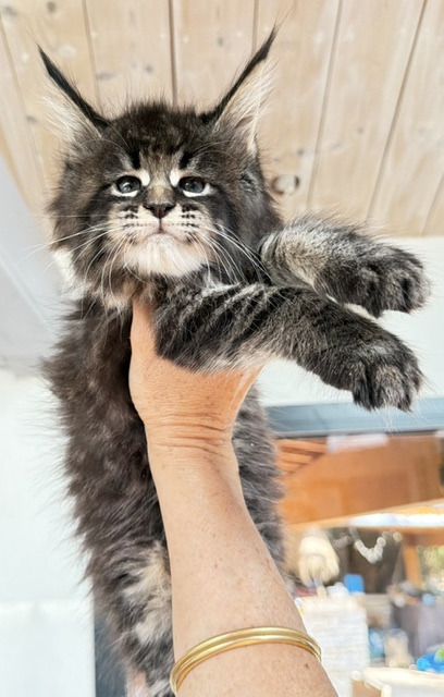 Boston Blaze Chatterie MAKATEA Maine Coon