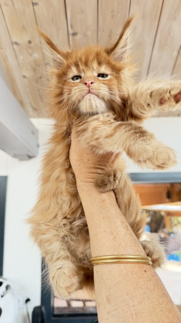 Bourbon Sunrise Chatterie MAKATEA Maine Coon