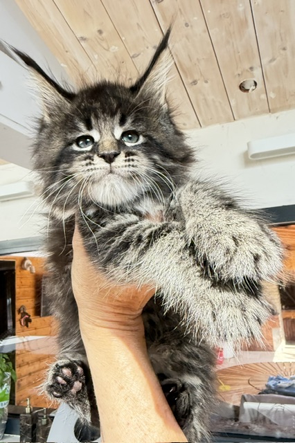 Boston Blaze Chatterie MAKATEA Maine Coon