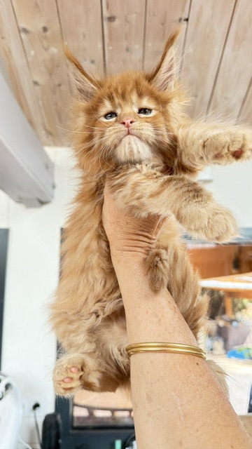 Bourbon Sunrise Chatterie MAKATEA Maine Coon