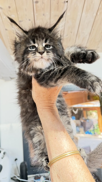 Boston Blaze Chatterie MAKATEA Maine Coon