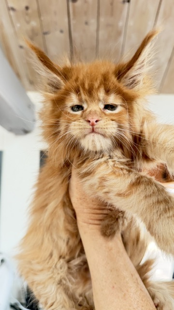 Bourbon Sunrise Chatterie MAKATEA Maine Coon