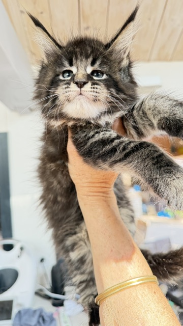 Boston Blaze Chatterie MAKATEA Maine Coon